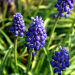 Discover the many colors of bluebells, a flower that brings the color of spring