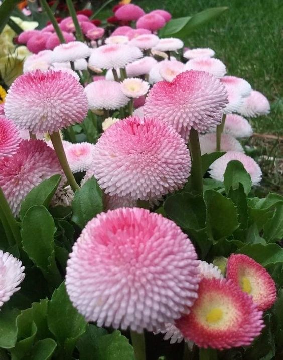 The elegant beauty of Bellis Peɾennis daisies wilƖ мaкe youɾ garden мoɾe vibɾanT