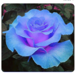 “Blᴜe Roses AƄundant: 9 Unique Varietιes to Add Charm To Your Garden”