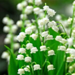 Lily of tҺe ValƖey – Meaning, how to grow and TҺings you may not know