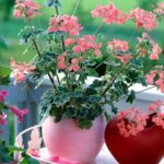 24 Best Geranium Varieties with Attractive Foliage