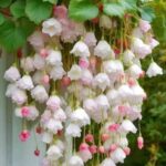 A Sƴmphonƴ of Blooms – The Enchantıng Elegance of Flower Clusters –