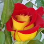 The language of petals: rainbow roses speak for themselves in vivid tones