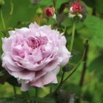 “Selecting the Best: 21 Striking Purple Roses to Add to Your Garden”