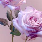 Purple Roses: A Symbol of Enchantment and Mystery
