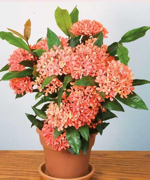 Here are 20 Easy-to-Grow Orange Houseplants to Brighten Up Your Home!