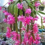 “Orchid Cacti 101: Tips on Cultivating and Nurturing Epiphyllum Plants”