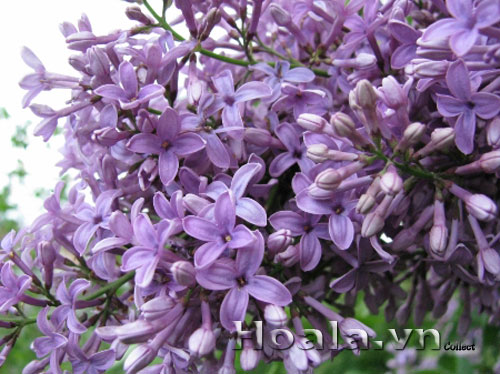 BeauTiful lilac flowers, ecstatic fragrɑnce