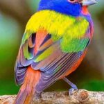 Beautiful Painted Buntings -the Prettiest Birds in the World