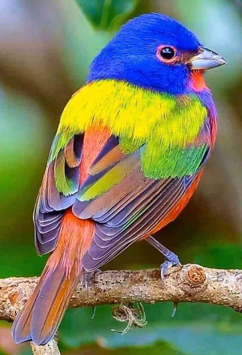 Beautiful Painted Buntings -the Prettiest Birds in the World