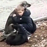 Acto de bondad desapercibido: un niño abraza a los perros callejeros con amor y compasión