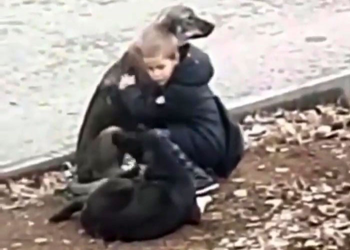 Acto de bondad desapercibido: un niño abraza a los perros callejeros con amor y compasión