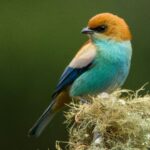 Feathers of Fantasy: The Colorful Display of the Chestnut-Backed Tanager