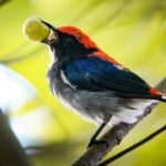The Charismatic Secrets of the Scarlet-Backed Flowerpecker