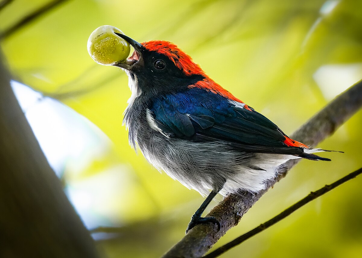 The Charismatic Secrets of the Scarlet-Backed Flowerpecker