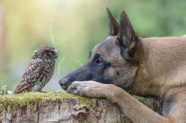 Ingo and Poldi: A Heartwarming Tale of Love Between a Tiny Rescued Owl and Dog, a Story of Unlikely Bonds.PhamTrung – News 77