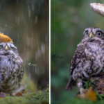 The Image Of A Tiny Owl Was Captured Hiding From Rain Under A Mushroom.