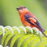 Enraptured by the Enchanting Kaleidoscope: The Mesmerizing Beauty of the Colorful Small Minivet.PhamTrung – News 77