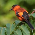 Enchanted by the Colorful Small Minivet’s Mesmerizing Beauty