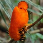Guianan Cock-of-the-Rock: Ьгeаtһtаkіпɡ Rainforest Beauty