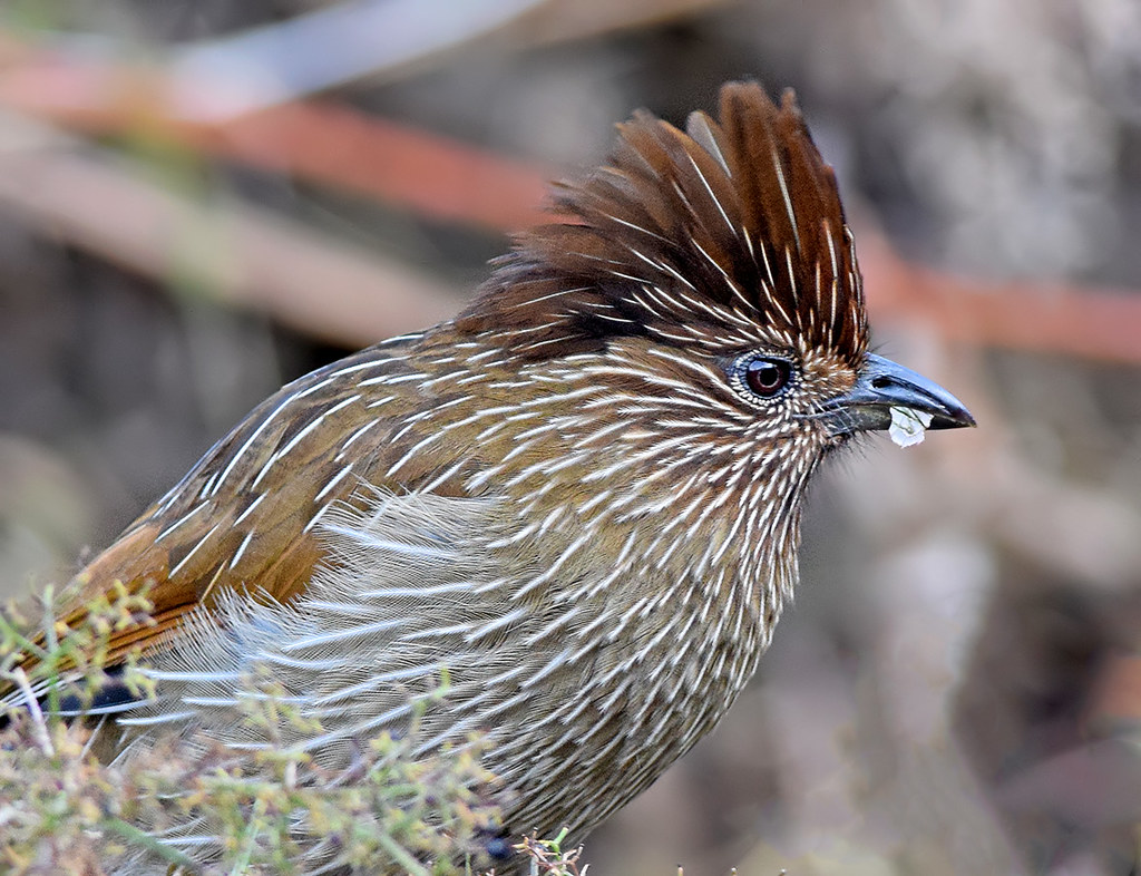 Discover the Striated Laughingthrush: a feathered symphony in lush woodlands