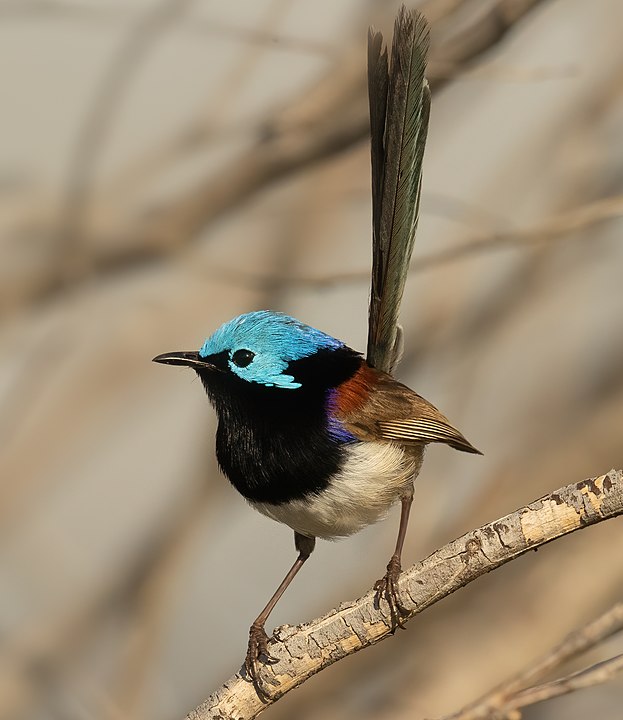 Variegated Fairy-Wrens: Nature’s Tiny Wonders in a World of Vivid Elegance.PhamTrung – News 77