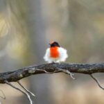 Embracing the Graceful Glimpse: Witnessing the Red-Capped Robin in All Its Magnificent Glory.