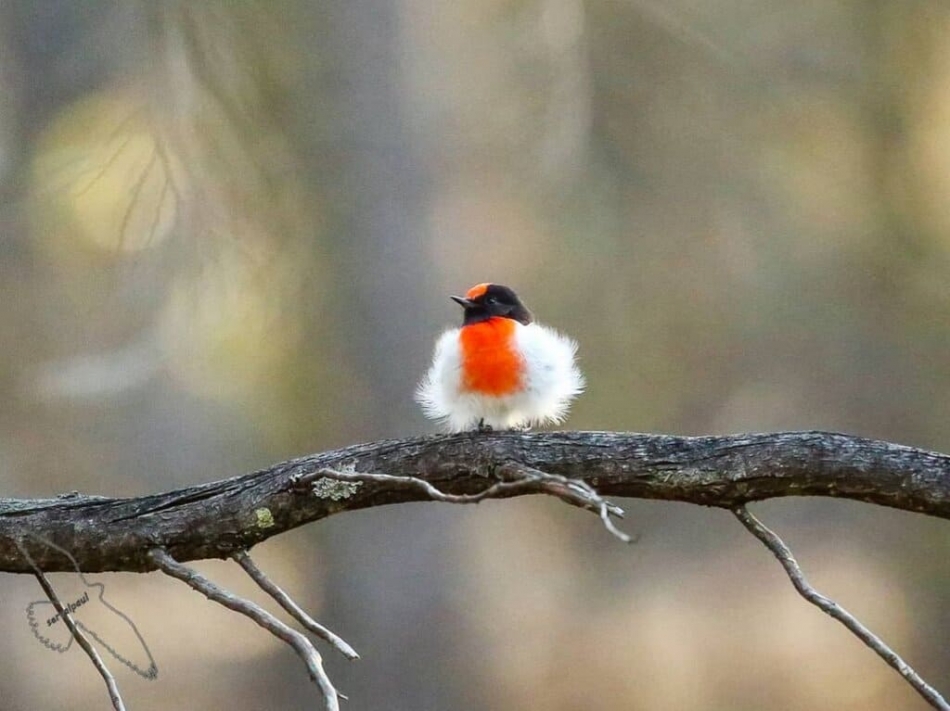 Embracing the Graceful Glimpse: Witnessing the Red-Capped Robin in All Its Magnificent Glory.