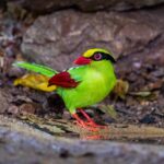 Enchanting Green Magpie: Radiant Feathered Wonder in the Wilderness