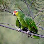 Radiant Feathers: Exploring the Elegance of the Red-Lored Parrot, Nature’s Jewel