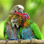 Red Fan Parrots: Nature’s Beauty in Vibrant Plumage and Majestic fɩіɡһt