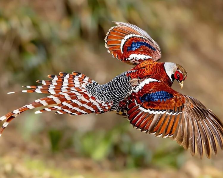 Admiring the mystique and elegance of the Elliot’s Pheasant: Delving into the captivating splendor of nature’s awe-inspiring feathers.