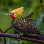 Discover the Blonde-Crested Woodpecker’s elegance: a golden symphony in the vibrant wilderness
