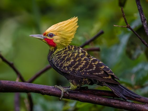Discover the Blonde-Crested Woodpecker’s elegance: a golden symphony in the vibrant wilderness