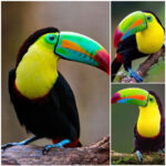 Brilliant Colors Of The Toucans