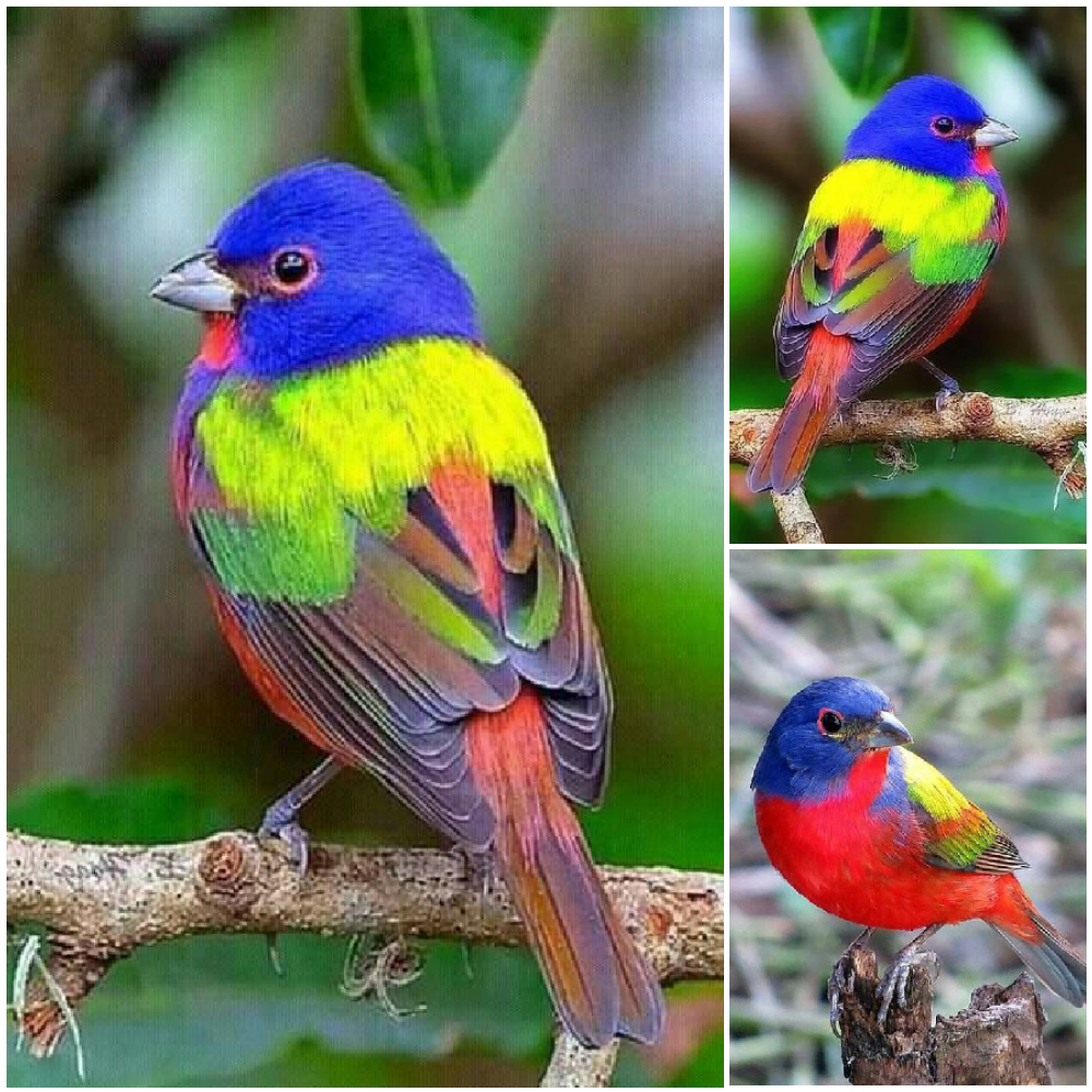 “Meet Painted Bunting, The Most Colorful Bird Native To The United States “