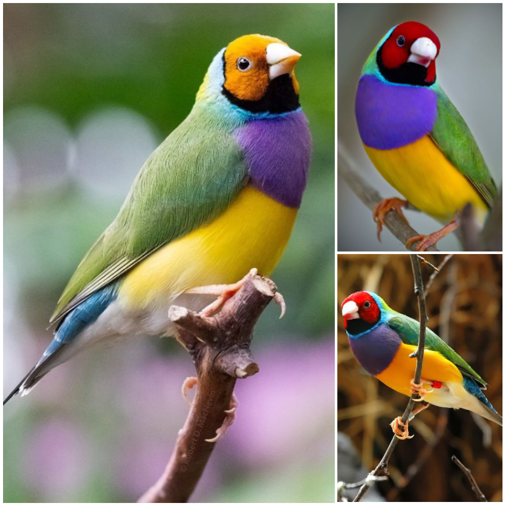 How To Care For Gouldian Birds, Personality And Food Care