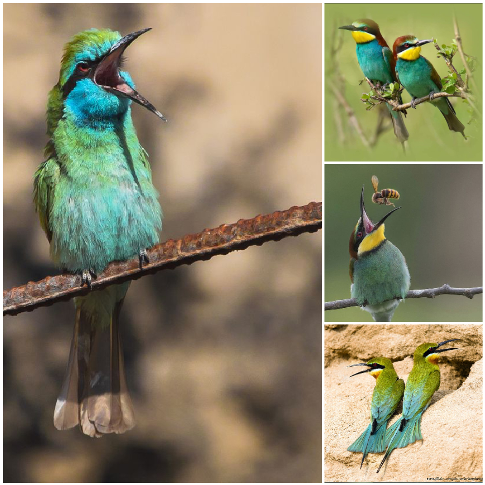 Blue-cheeked Bee-eater Call