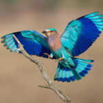Lilac Breasted Roller – Most Beautiful Bird in The World