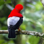 Tunki – A Large Passerine Bird of South America