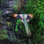 The Amazing Photos of Flying Peacocks
