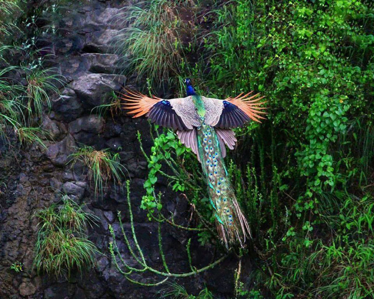 The Amazing Photos of Flying Peacocks