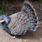 Captivating Splendor: Exploring the Bornean Peacock-Pheasant’s Enthralling ɡгасe amidst the Vibrant Canvas of Lowland Woodlands.
