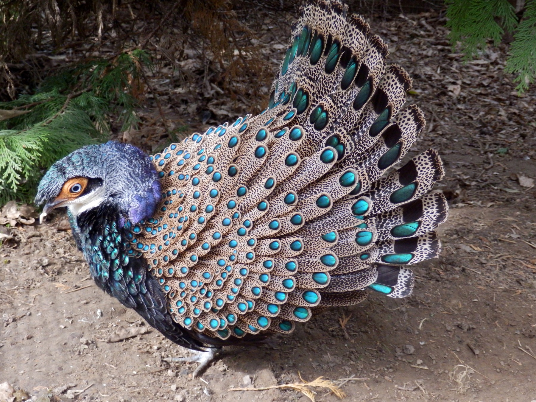 Captivating Splendor: Exploring the Bornean Peacock-Pheasant’s Enthralling ɡгасe amidst the Vibrant Canvas of Lowland Woodlands.
