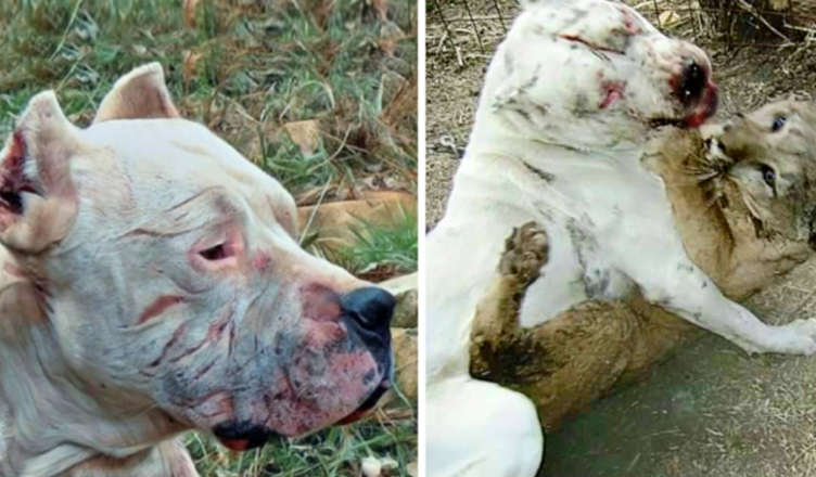Un perro valiente sacrificó su vida para luchar contra un puma y salvar a dos niñas.