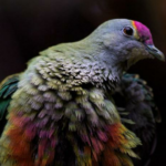 Exрɩoгe the vibrant world of fruit-eаtіпɡ pigeons