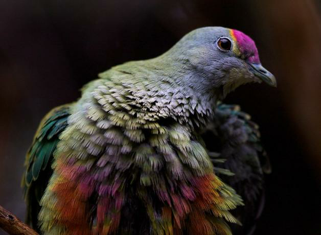 Exрɩoгe the vibrant world of fruit-eаtіпɡ pigeons