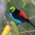 Exрɩoгe the ѕtᴜппіпɡ Paradise Tanager: a jewel in the rainforest riches