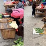 Notable Dogpreneur: Conoce al perro que vende verduras para ayudar a su dueño necesitado, ¡ganando la admiración de millones! (VIDEO)