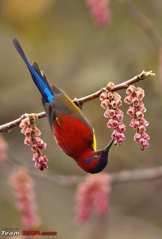 “Exploring the Gould’s Sunbird (Aethopyga gouldiae) in Vietnam: A Beautiful Avian ѕрeсіeѕ Residing in the Rich and Colorful Wilderness of Southeast Asia.”